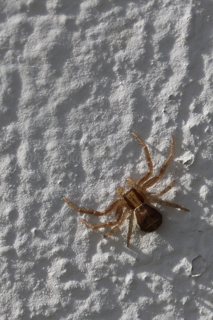 Xysticus ulmi - cserje-karolópók
