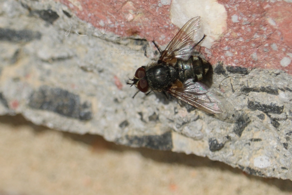 Pollenia