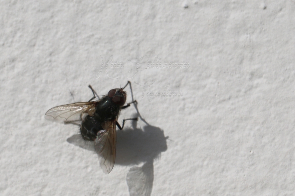 Pollenia
