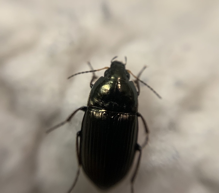 Amara similata - gyakori közfutó Amara similata - gyakori közfutó
