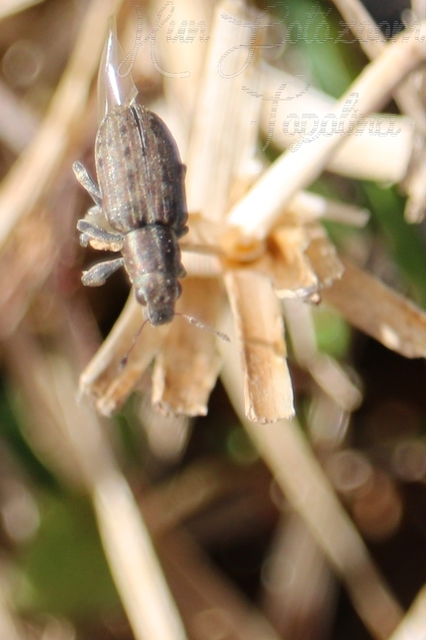 Sitona obsoletus - sárga csipkézőbogár