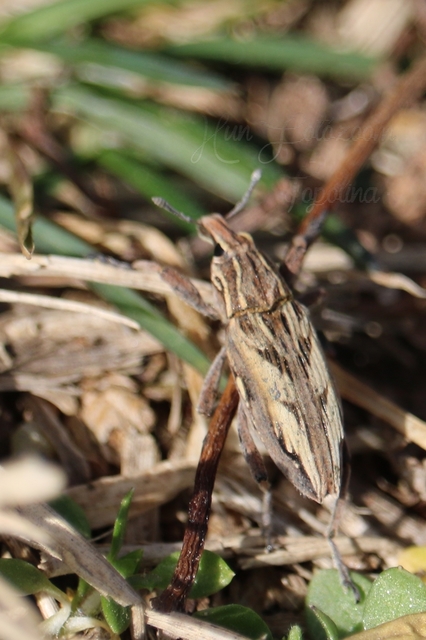 Coniocleonus nigrosuturatus - nyíljegyes barkó