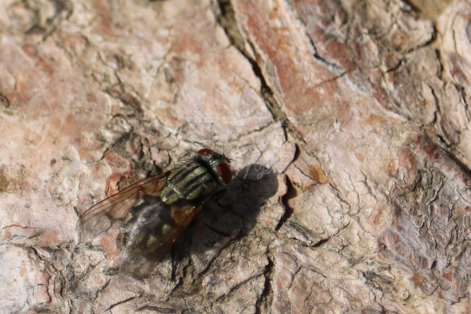 Musca domestica - házi légy