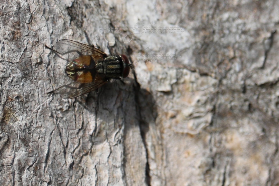 Musca domestica - házi légy