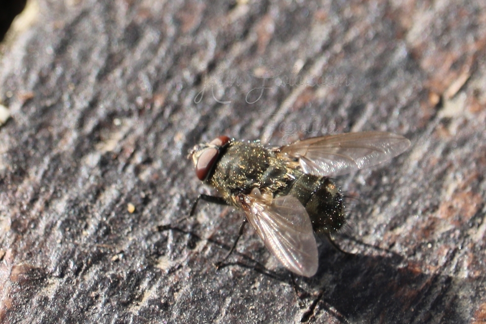 Pollenia
