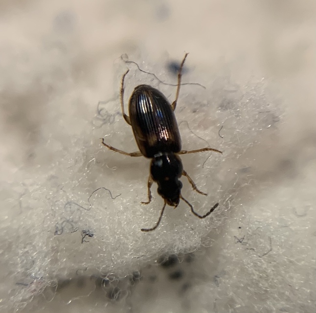 Acupalpus maculatus - vállfoltos törpefutonc