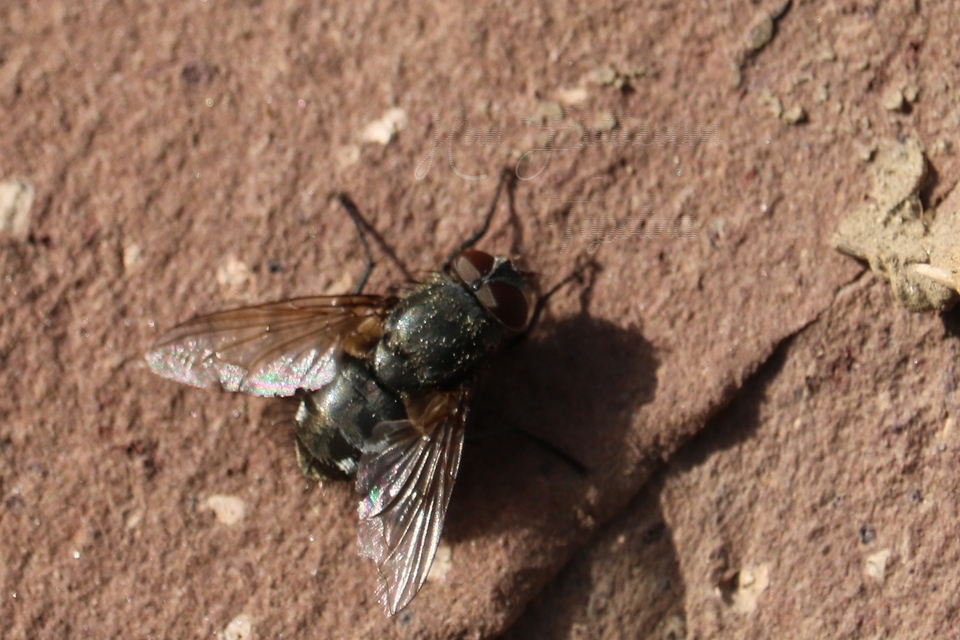 Pollenia