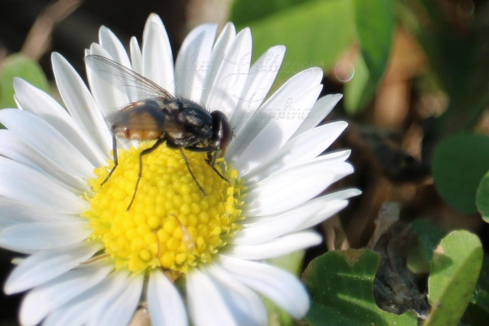 Musca autumnalis - tanyai légy