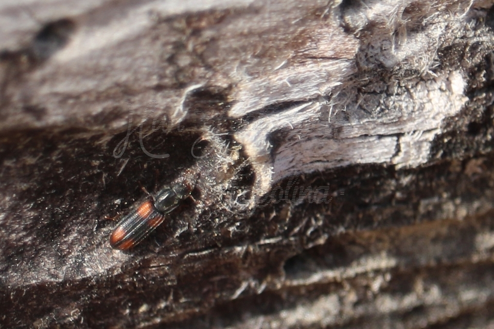 Bitoma crenata - szalagos héjbogár
