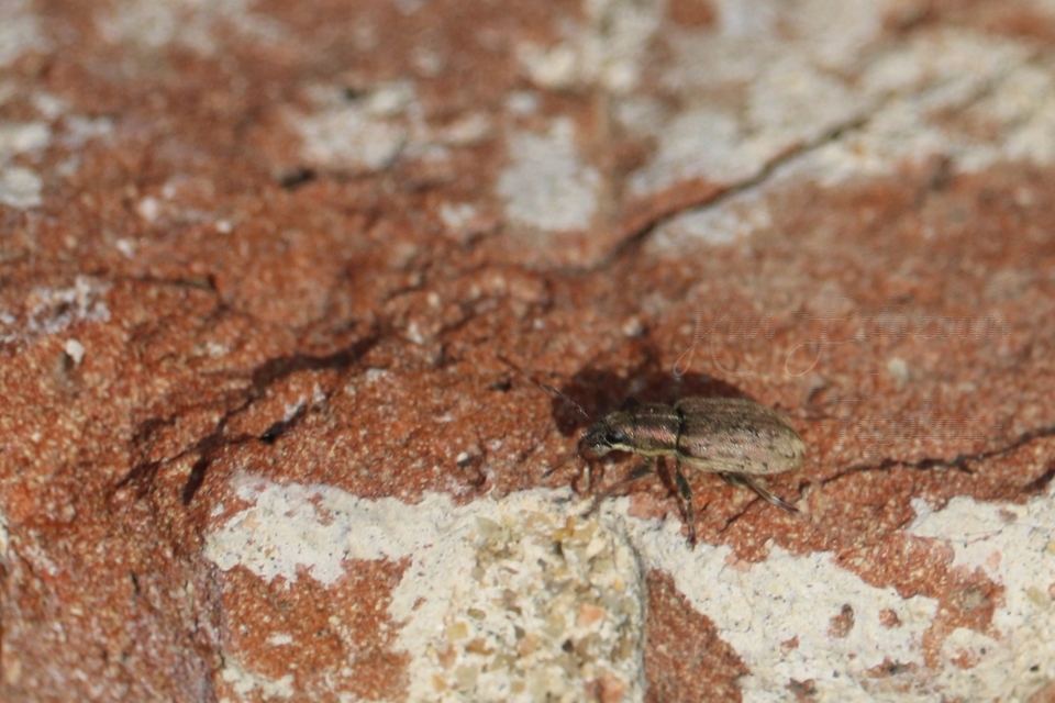 Sitona humeralis - lucerna-csipkézőbogár