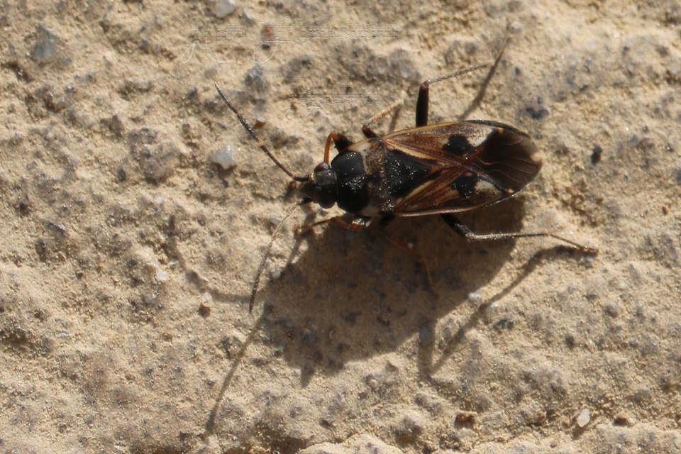 Rhyparochromus vulgaris - közönséges díszesbodobács