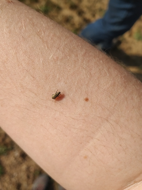 Sitona lineatus - sávos csipkézőbogár