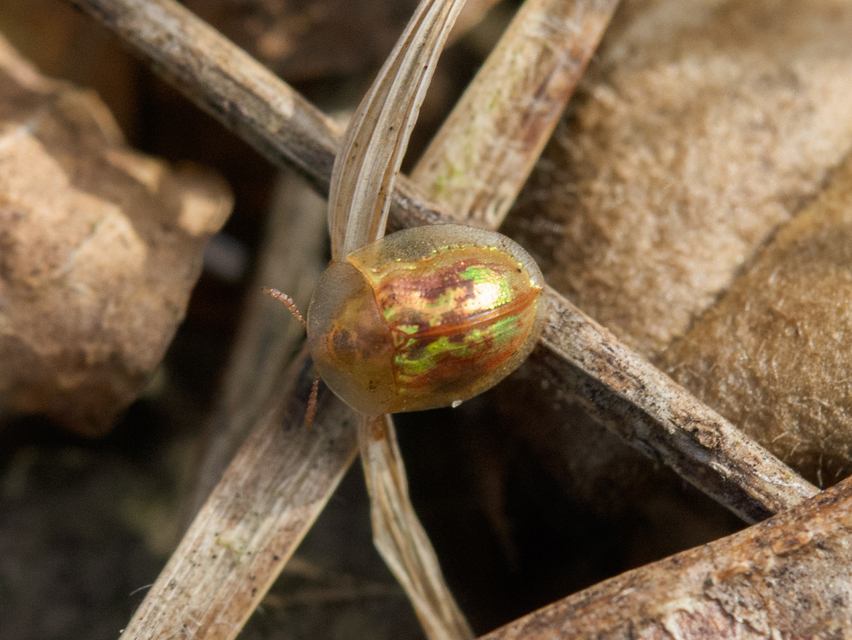 Cassida subreticulata - aranyfényű pajzsbogár Cassida subreticulata - aranyfényű pajzsbogár
