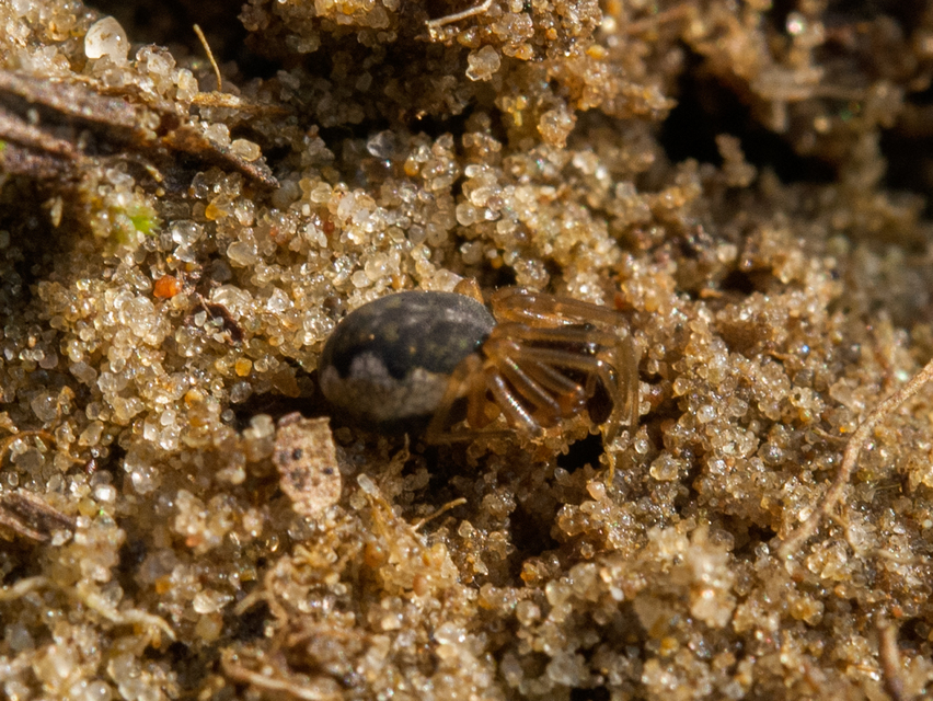 Pachygnatha