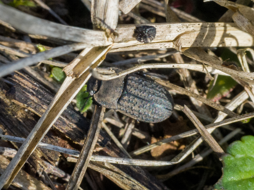 Opatrum sabulosum - sároshátú gyászbogár