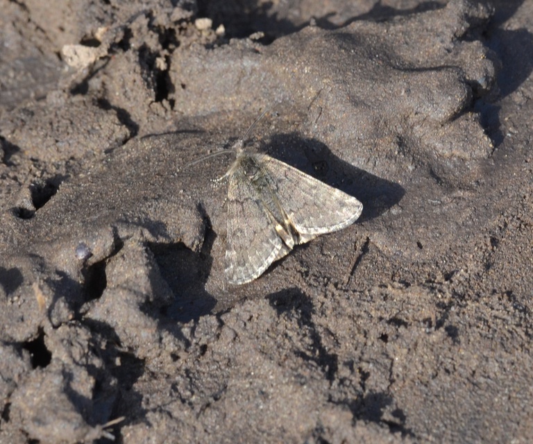 Boudinotiana puella - kis nappaliaraszoló