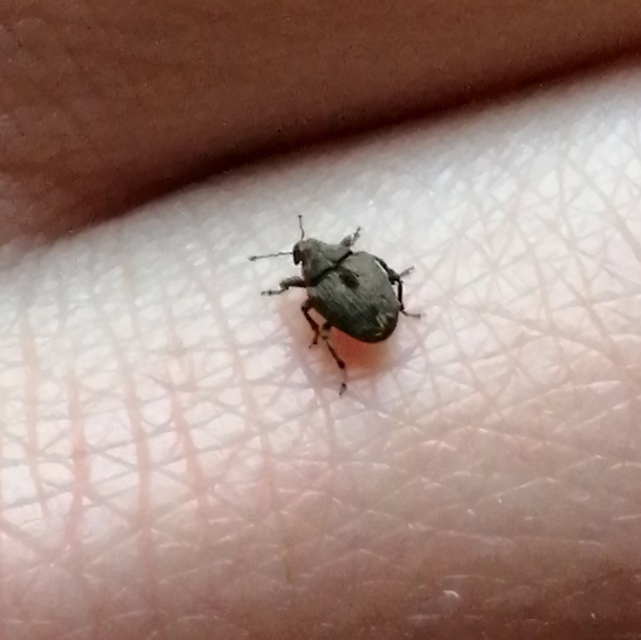 Stenocarus cardui - pipacsgyökér-ormányos