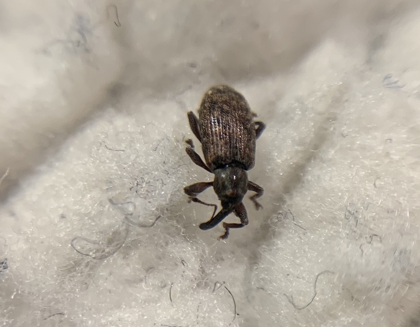 Dorytomus taeniatus - kecskefűz-hangormányos