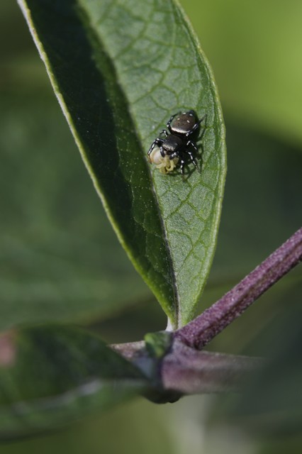 Heliophanus kochii - négypettyes ugrópók