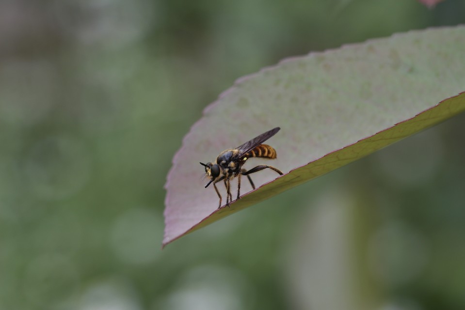 Choerades fimbriata/fulva