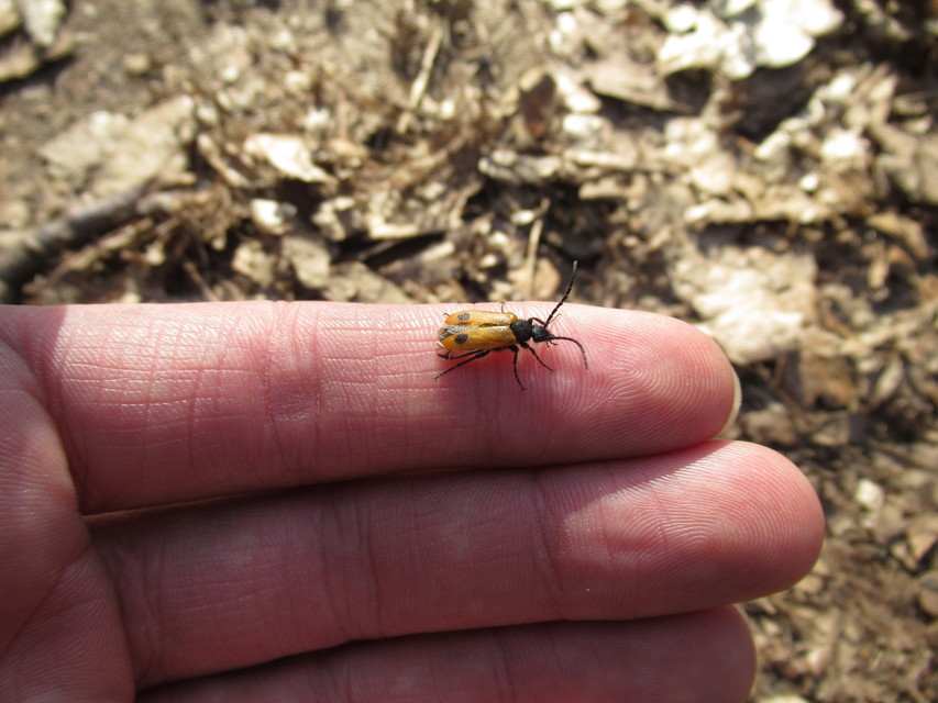 Apalus bimaculatus - kétfoltos élősdibogár