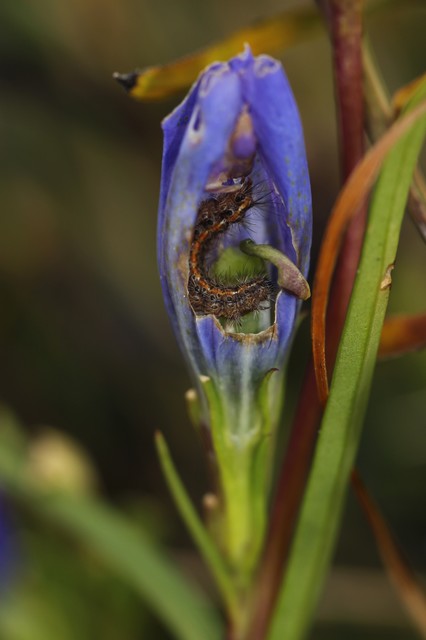 Diacrisia sannio - vörösszélű medvelepke