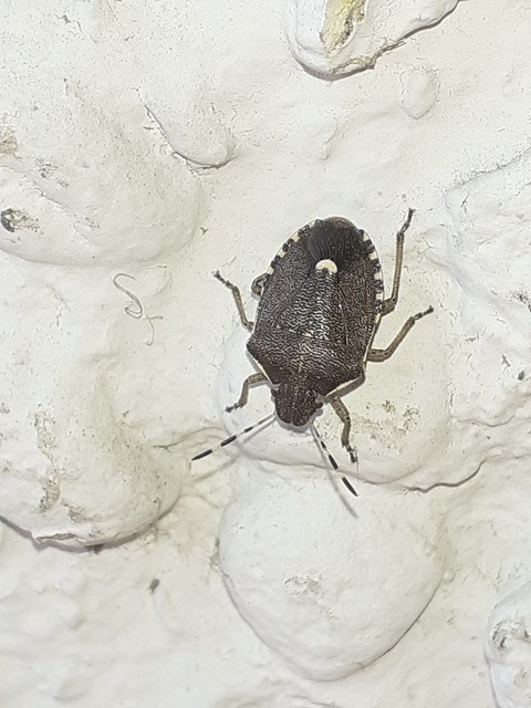 Holcostethus sphacelatus - holdas címerespoloska Holcostethus sphacelatus - holdas címerespoloska