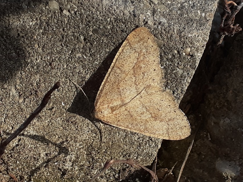 Agriopis marginaria - sárgás téliaraszoló