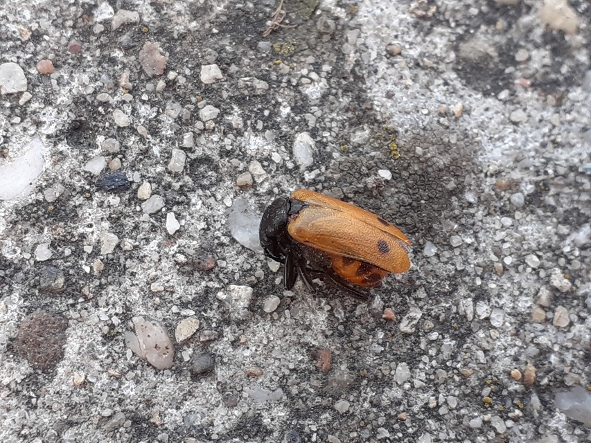 Apalus bimaculatus - kétfoltos élősdibogár