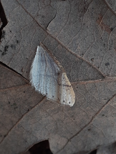 Agriopis marginaria - sárgás téliaraszoló