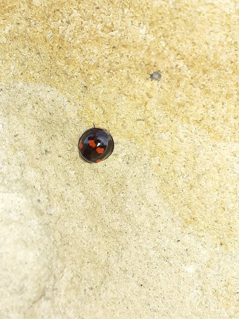 Exochomus quadripustulatus - négyfoltos szerecsenkata