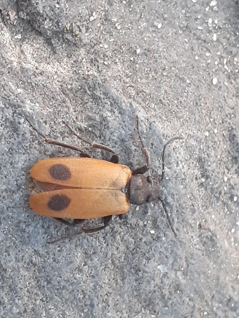 Apalus bimaculatus - kétfoltos élősdibogár