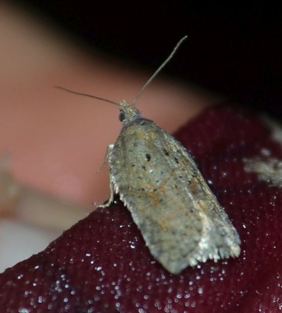 Acleris sparsana - hamvas levélmoly