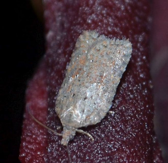 Acleris sparsana - hamvas levélmoly