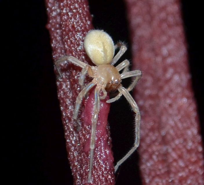 Cheiracanthium
