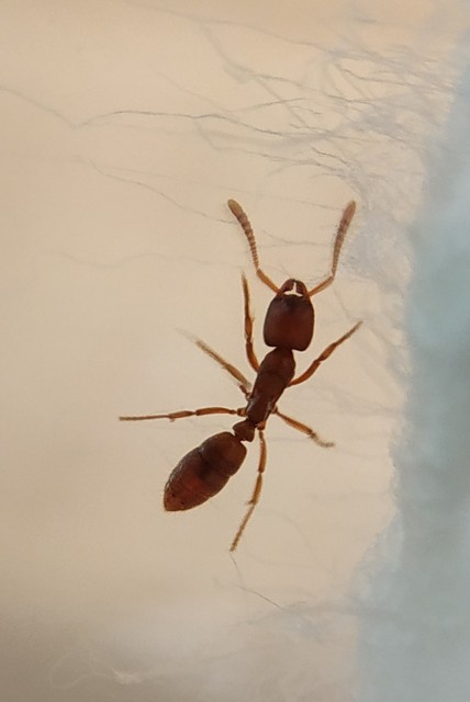 Cryptopone ochracea - sárga vakondhangya