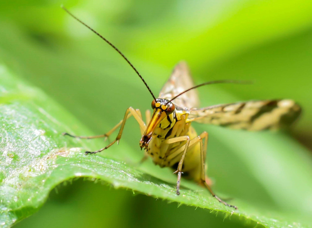 Panorpa communis/vulgaris