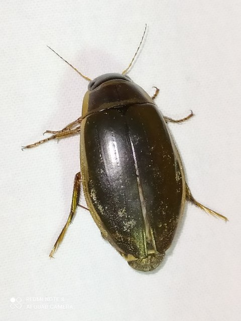 Dytiscus
