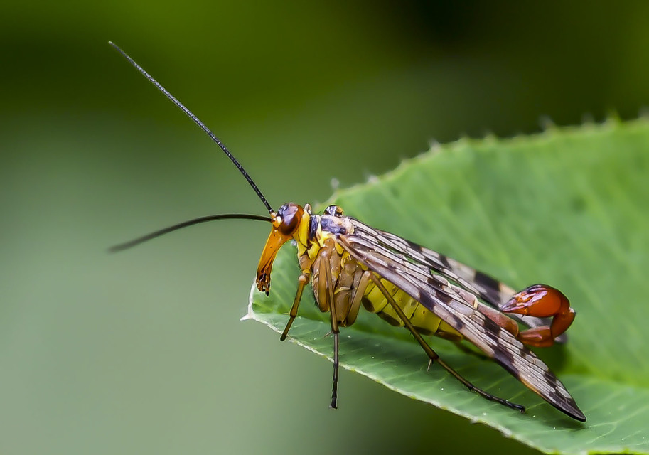 Panorpa communis/vulgaris