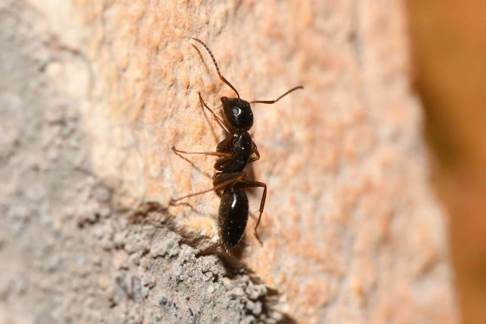 Camponotus fallax - ligeti lóhangya