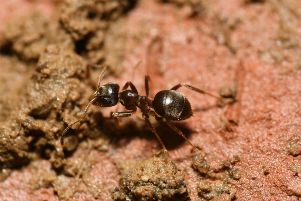 Lasius niger - közönséges feketehangya
