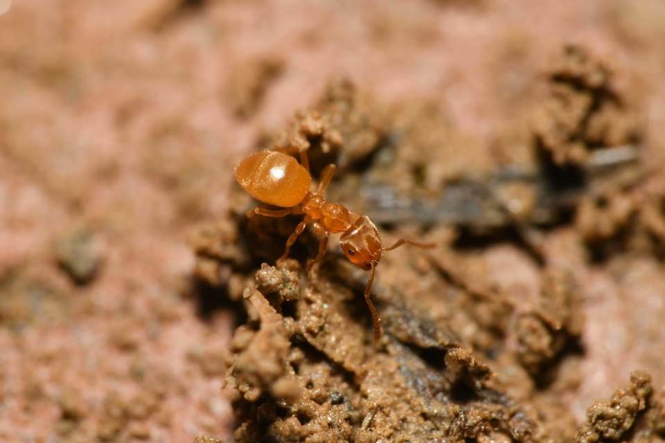 Lasius