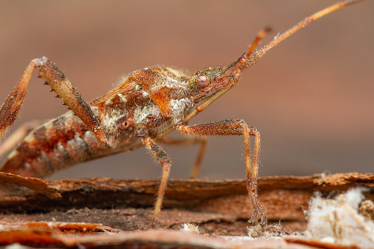 Leptoglossus occidentalis - nyugati levéllábú poloska
