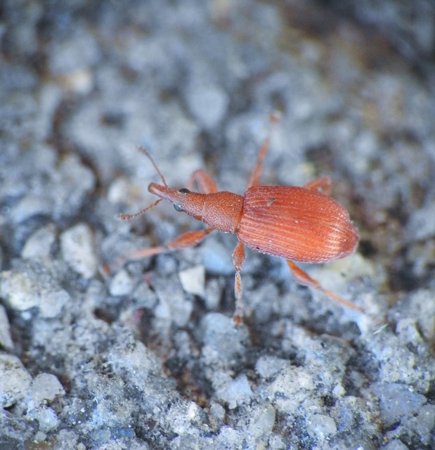 Apion haematodes - madársóska-cickányormányos