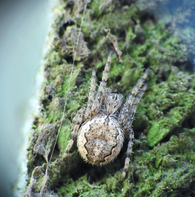 Larinioides