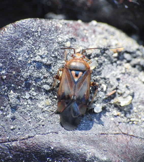 Lygus pratensis - változó mezeipoloska