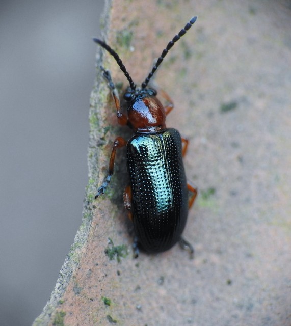 Oulema melanopus/duftschmidi