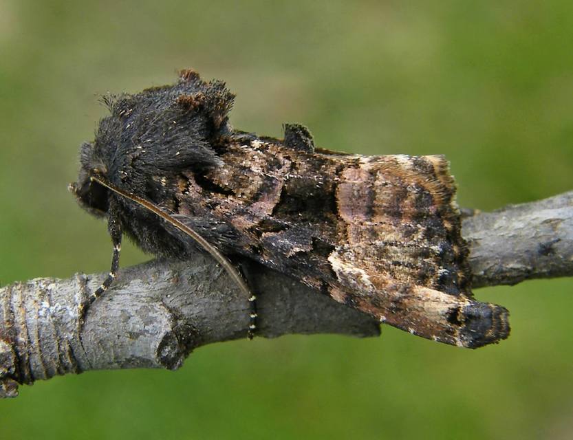 Euplexia lucipara - szeder-csipkésbagoly