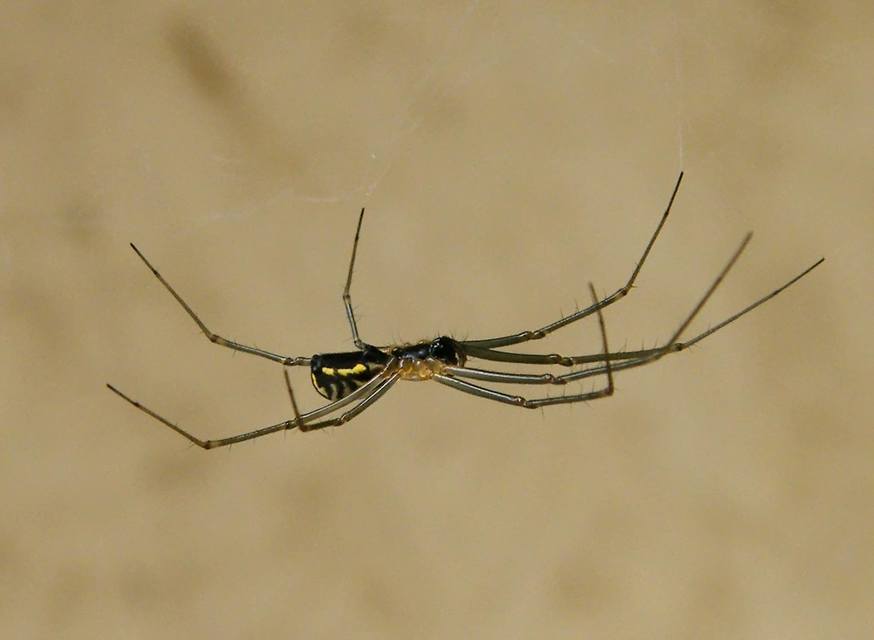 Linyphiidae - vitorláspókok