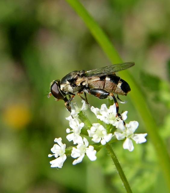 Syritta pipiens - zizegő comboslégy